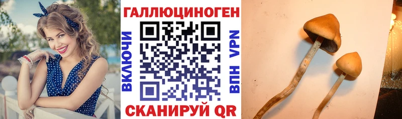 Псилоцибиновые грибы Psilocybe  Приморско-Ахтарск 